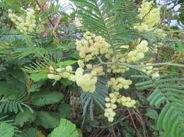 Image result for Acacia mearnsii