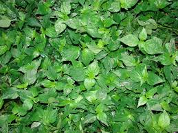 Image result for Dicliptera transvaalensis