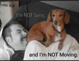 Pearl saz nite nite my fwends. I had a weally fun day playing wiff my  beaver talking toy this morning. After it rained it got a little cooler so  my mommy took