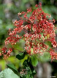 Image result for Clerodendrum pusillum