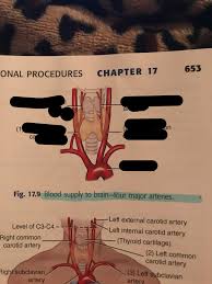 Level 0 data flow diagrams show a single process node and its connections to external entities. Blood Supply To Brain Four Major Arteries Diagram Quizlet