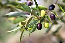 How To Protect Your Garden From Slugs And Snails Gardener S Path Growing Olive Trees How To Grow Olives Olive Tree