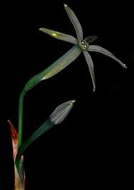 Black Narcissus Beautiful Flowers Narcissus The Singing Nun
