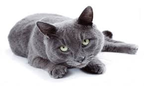 Quickly find the best offers for russian blue kittens for sale on newsnow classifieds. An In Depth Guide On The Russian Blue Cat Breed Somerzby Australia