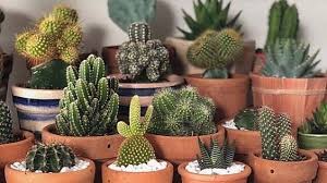 Genus kaktus pertama yang diimpor ke eropa adalah melocactus. Kaktus Unik Berbentuk Penis Dilelang Laku Segini Pemilik Takjub Saya Tak Menyangka