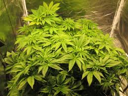 Today i will cover 5 easy ways to increase your indoor marijuana yields indoor cannabis grow lights provide the highest light levels close to the actual bulb. Anyone Have Experience With Timber Grow Lights Grasscity Forums The 1 Marijuana Community Online