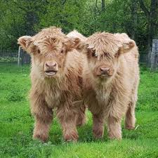 These 28 Cool Looking Animals Have Won The Genetic Lottery Cute Baby Cow Fluffy Cows Mini Cows