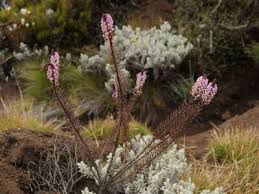 Image result for Hebenstretia