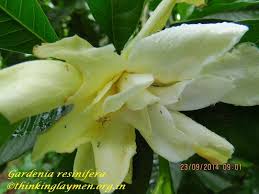 Image result for Gardenia resinifera