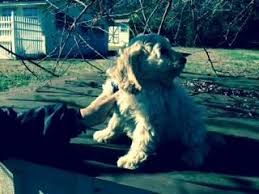 Cockapoo puppies for sale in indiana or kentucky. Cockapoo Pets And Animals For Sale Tennessee