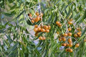 Image result for Sapindus saponaria