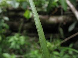 Image result for Kyllinga robinsoniana