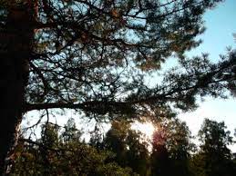 Som ung är södergran kritisk till den kristna religionen, och uttrycker redan som ung en existentiell ångest. Eva Dahlgren Ung Och Stolt Youtube