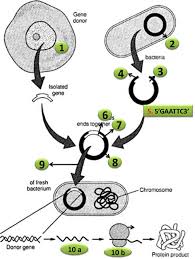 Biology Mcq Quizzes Recombinant Dna Dna Technology Dna Activities