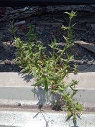 Image result for Chassalia parvifolia