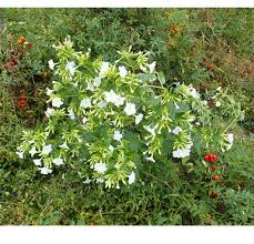 Check spelling or type a new query. Four O Clocks White Mirabilis Jalapa Packet Of 7 Seeds Organic Strictly Medicinal Seeds