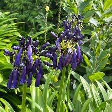 Image result for Agapanthus inapertus