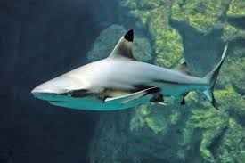 Es gibt keine hemden oder hosen für die psyche. Faszinierende Natur Uber Und Unter Wasser Haus Des Meeres Aqua Terra Zoo Wien Reisebewertungen Tripadvisor