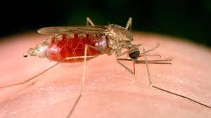 Image result for Malaria