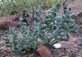 Image result for Gethyllis