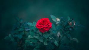 2196 rose hd wallpapers and background images. Rose Widescreen 16 9 Wallpapers Hd Desktop Backgrounds 2560x1440 Images And Pictures