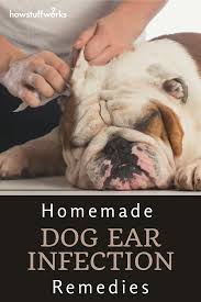 Home Remedies For A Dog Ear Infection In 2020 Dogs Ears Infection Dog Ear Infection Remedy Ear Infection