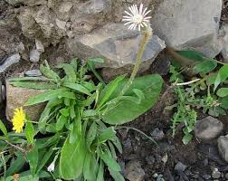 Image result for Gerbera piloselloides