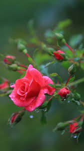 Mehr als 1,5 million ebooks, mit mehr als 140.000 deutschen titeln. 100 Hq Red Rose Wallpaper Images Best Collection 121 Quotes