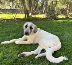 Wife says no to Bullwinkle. Puppy is now in the midst of a branding crisis.  : r/NameMyDog