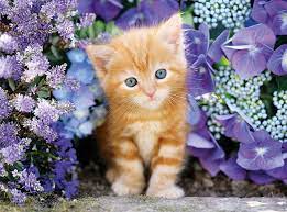 Ginger Cat In Flowers 500 Pieces Clementoni Puzzle Warehouse Orange Tabby Cats Ginger Cats Tabby Cat