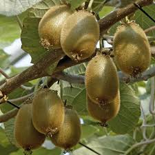 Kiwi Actinida Deliciosa Jenny Pflanzen Pflanzen Kaufen Stecklinge