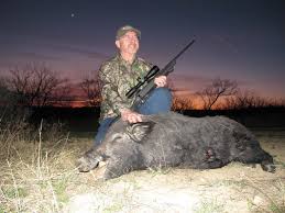 It will also condition the wild hogs to explore and lured into the trap site with its continuous visits for food. 7 Secrets For Better Hog Hunting Grand View Outdoors