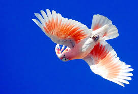 Australian Birds In Flight Images A Major Mitchell Cockatoo In Flight Domashnie Pticy Letayushaya Ptica Krasivye Pticy