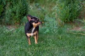Maybe you would like to learn more about one of these? A Black And Tan Purebred Chihuahua Dog Puppy Standing In Grass Stock Photo Picture And Royalty Free Image Image 131190354