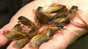 A man was driving monday evening when he went through a swarm of cicadas. Cicada Causes Car Crash After Buzzing Into Driver S Face
