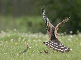 Red Shouldered Hawk Hunting Plain Bellied Water Snake Animal Hunting Animals Pet Birds