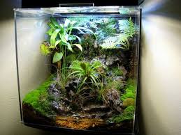 Vivarium Works Vivarium Gallery Vivarium Bioactive Vivarium Fish Tank Terrarium