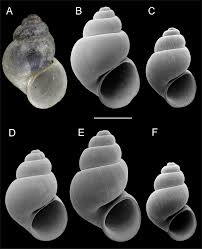 Image result for Phaulopsis sangana