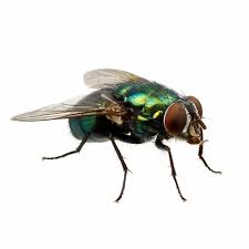 Where to find a pest control company. Flies Apache Pest Control Services Weston