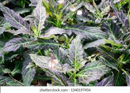 Image result for Gynura pseudochina