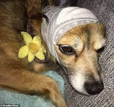 Student Creates Incredible Cost Free Hack To Help Keep Her Pet Dogs Calm Ahead Of Bonfire Night Daily Mail Online