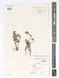 Image result for Selaginella imbricata