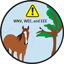 You are presented with so many insurance options that you are unsure which is best. Core Vaccination Protecting Horses From 5 Deadly Diseases The Horse