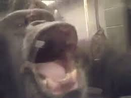 The apes nest on the ground like gorillas, but they have a diet and features characteristic of chimpanzees, according to a national geographic report. Lion Killers Album On Imgur