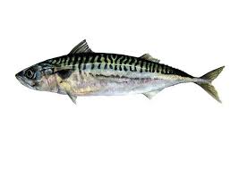 Mackerel Fish Drawings Mackerel Seafood Art