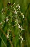 Image result for Habenaria schimperiana