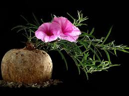 Image result for Ipomoea bolusiana