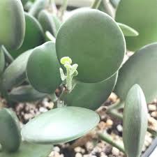 We did not find results for: My Silver Dollar Vine Is Growing So Much I Love How Small The Baby Coins Are Houseplants