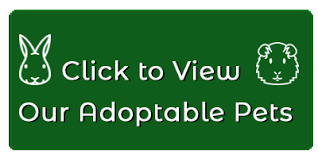 Megacolon - Long Island Rabbit Rescue Group