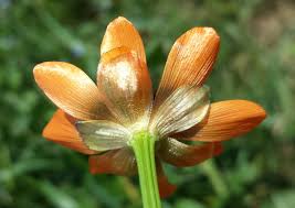 Image result for Aeollanthus ukamensis